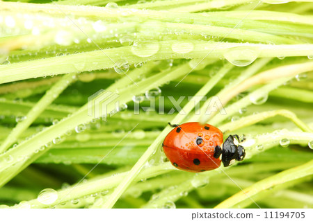 ladybug on grass 11194705
