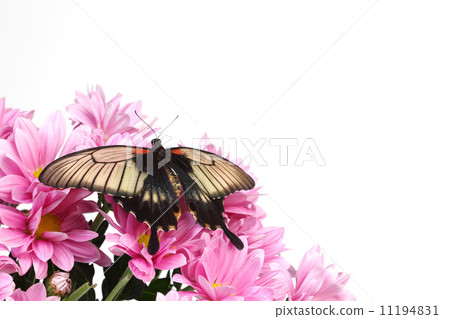 Papilio Lovii 11194831