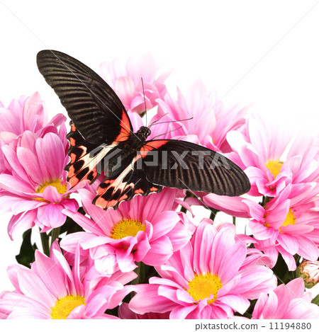 Papilio rumanzovia 11194880