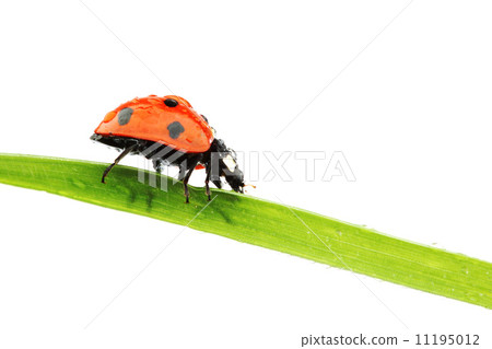 ladybug on grass 11195012