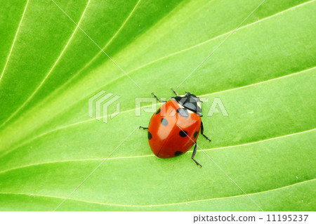 ladybug on leaf ladybug on leaf 11195237