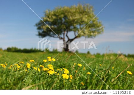 alone tree alone tree 11195238