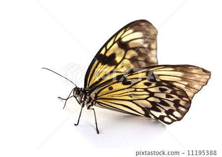 idea leuconoe isolated idea leuconoe isolated 11195388