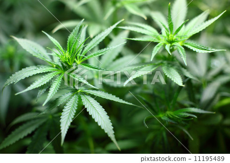 cannabis background cannabis background 11195489
