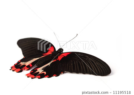 Papilio rumanzovia 11195518