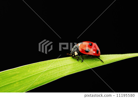 ladybug isolated on black ladybug isolated on black 11195580