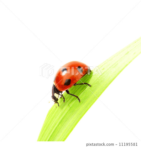 ladybug on grass ladybug on grass 11195581
