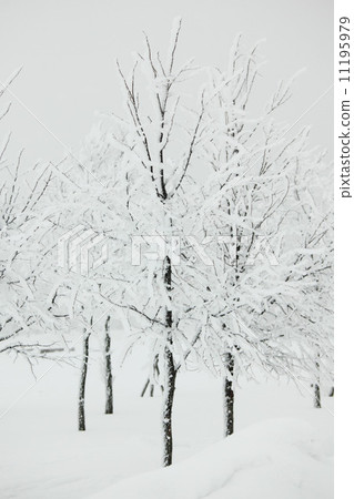 winter trees 11195979