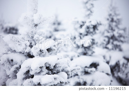 winter trees winter trees 11196215