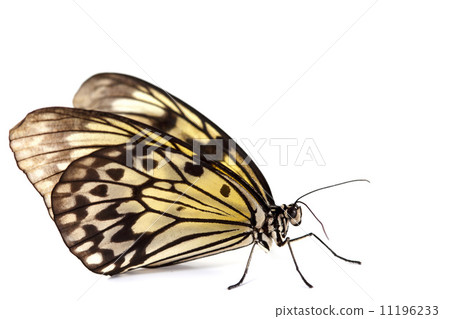 idea leuconoe isolated 11196233