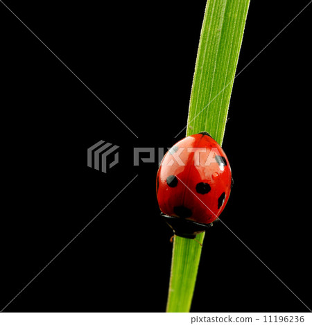 ladybug isolated on black 11196236