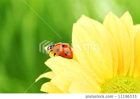 ladybug on yellow flower 11196333