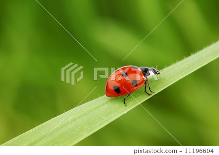 ladybug on grass 11196604