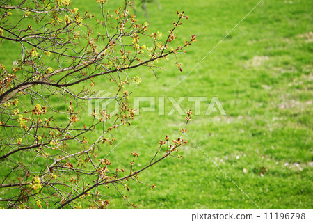 branches branches 11196798