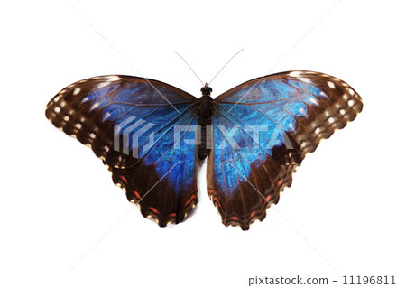 blue morpho isolated 11196811