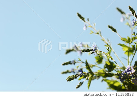 spring flowers spring flowers 11196858