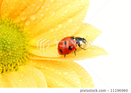 ladybug on yellow flower ladybug on yellow flower 11196960