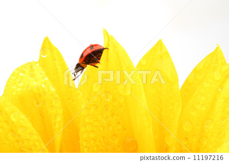 ladybug on sunflower 11197216