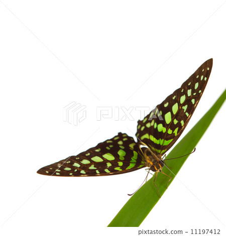 Graphium on grass 11197412