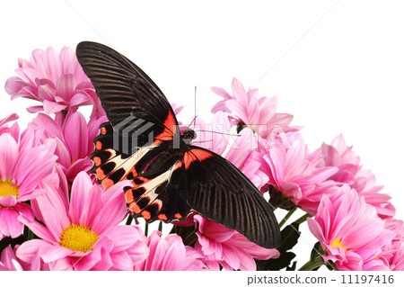 Papilio rumanzovia 11197416