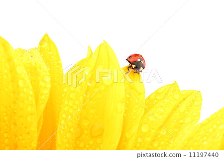 ladybug on sunflower 11197440