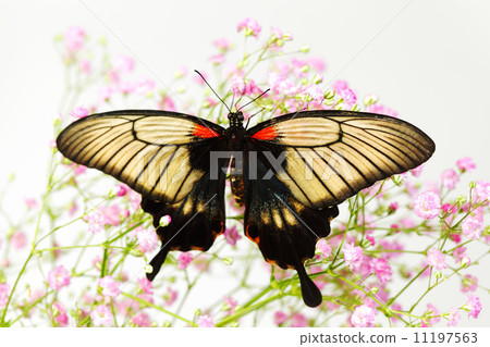 Papilio Lovii 11197563