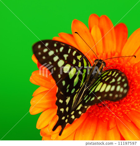 Graphium on orange gerber 11197597