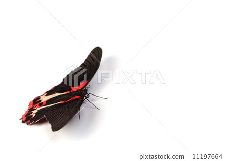 Papilio rumanzovia 11197664