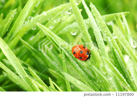 ladybug on grass 11197800