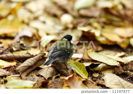 chickadee bird 11197877