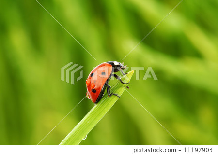 ladybug on grass 11197903