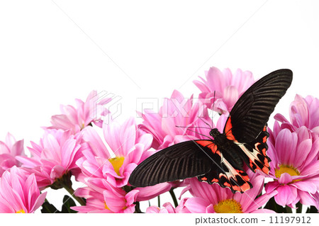 Papilio rumanzovia 11197912