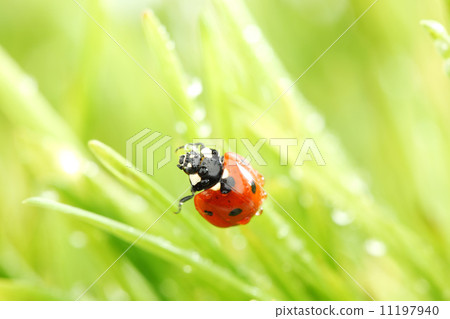ladybug on grass ladybug on grass 11197940