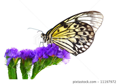 idea leuconoe idea leuconoe 11197972