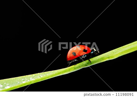 ladybug isolated on black 11198091