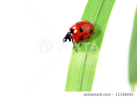 ladybug on grass ladybug on grass 11198092