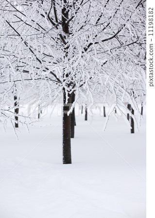 winter trees 11198182