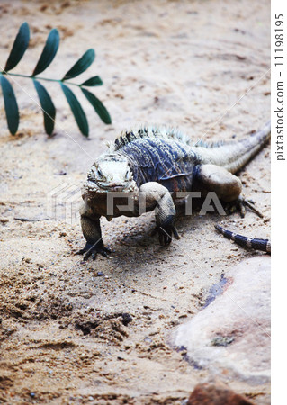 lizard 11198195
