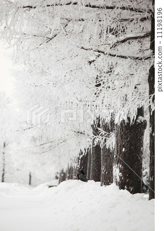 winter trees 11198196