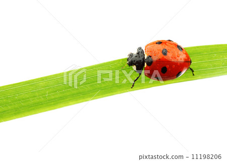 ladybug on grass ladybug on grass 11198206