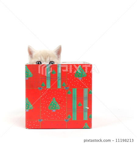 cat in gift box 11198213