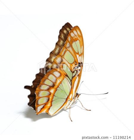 Siproeta stelenes 11198214