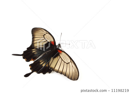 Papilio Lovii 11198219
