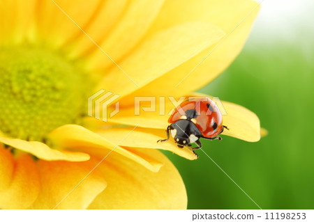 ladybug on yellow flower ladybug on yellow flower 11198253