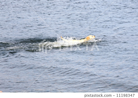 dog play in water dog play in water 11198347