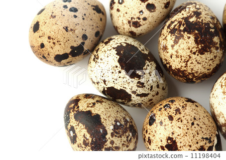 quail egg background 11198404