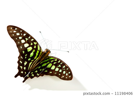 Graphium isolated 11198406