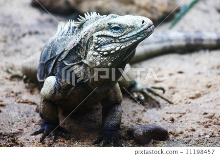 lizard lizard 11198457