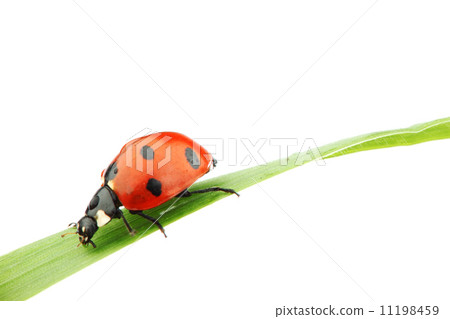 ladybug on grass ladybug on grass 11198459