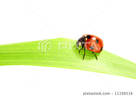 ladybug on grass 11198516